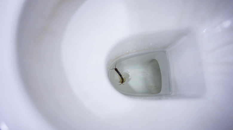 worm in toilet bowl