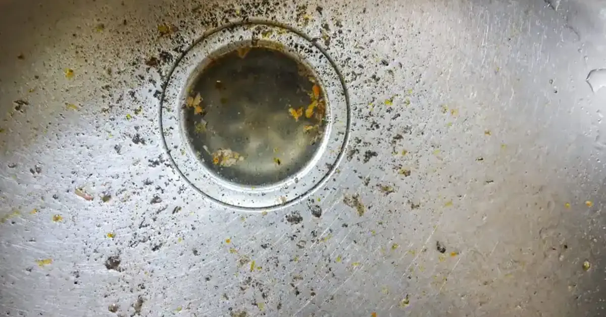 Why Drain Flies Come Into Homes