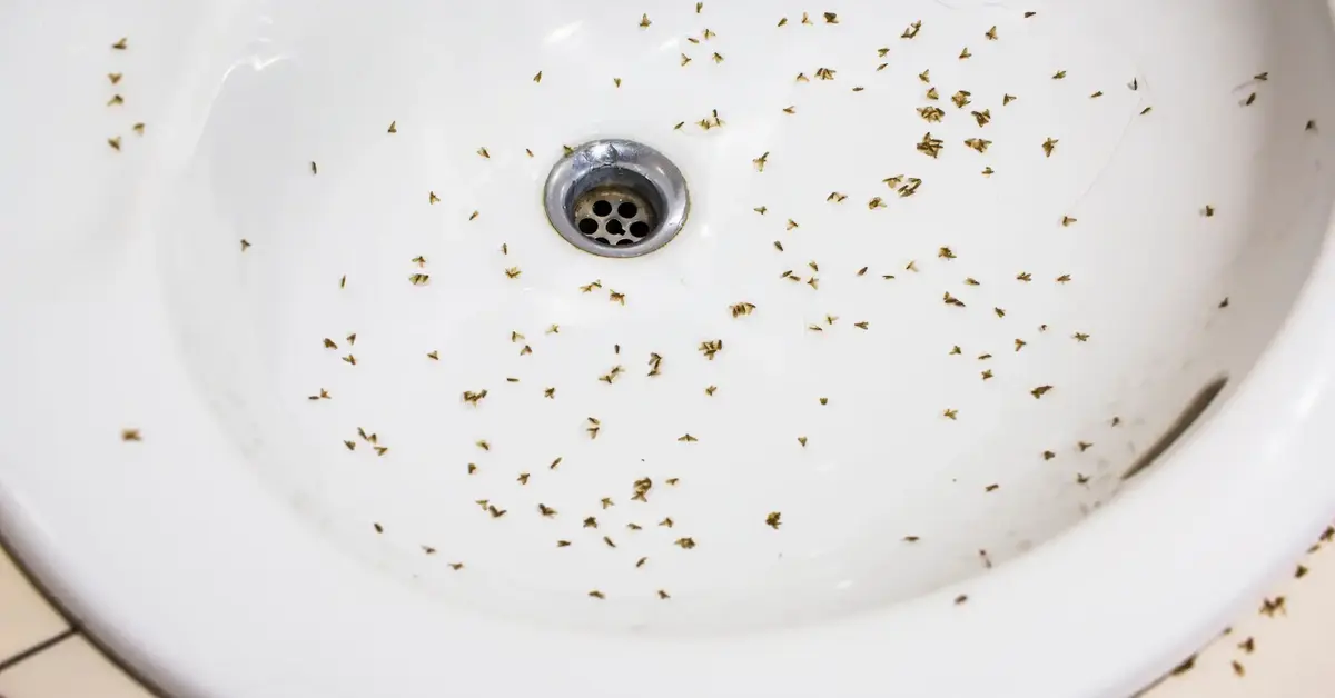 how do i get rid of drain flies