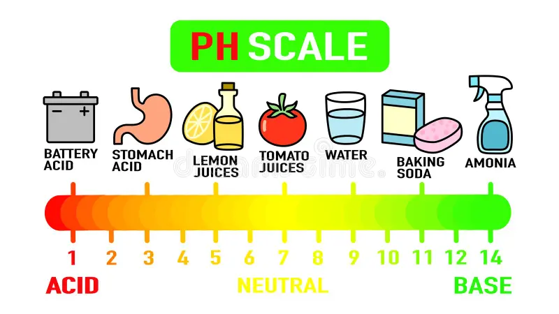 Is Drain Cleaner Acidic or Basic