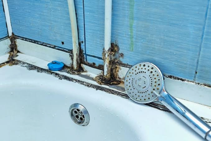 what does mold in shower look like