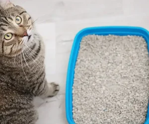 can you flush cat litter down the toilet