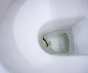 Worm in Toilet Bowl: The Ultimate 2025 Fix Guide