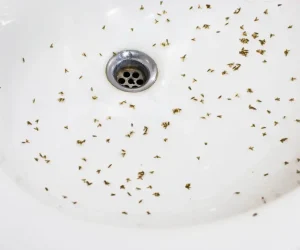 How Do I Get Rid of Drain Flies? Quick Solutions That Work